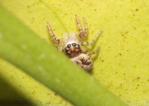 Macaroeris nidicolens